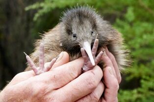 Kiwi chick - Whangarei Photography