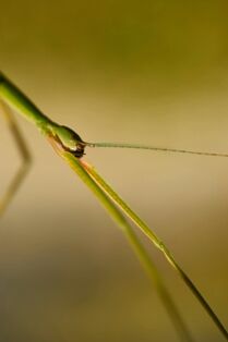 Stick Insect