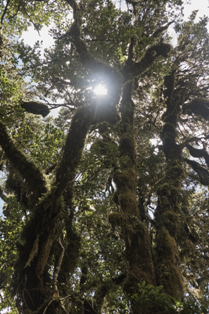 Native bush - portrait - Whangarei Photography