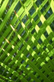 Nikau leaves - Whangarei Photography