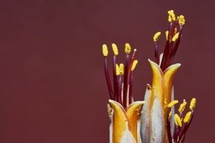 Harakeke flax flowers in macro - Whangarei Photography