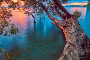 Tamaterau Pohutukawa - Whangarei Photography