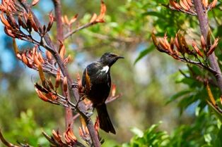 Tui on flax - Whangarei Photography