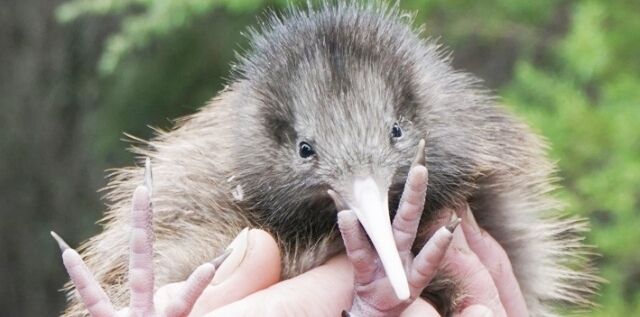 New Zealand ebooks: travel guide, animals and Maori language