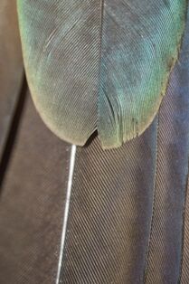 Kereru feathers - Whangarei Photography