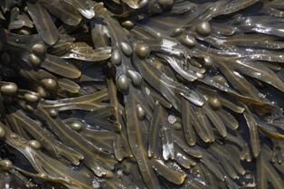 Bladder Wrack Seaweed - Whangarei Photography