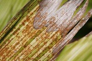 Harakeke - Macro - Whangarei Photography